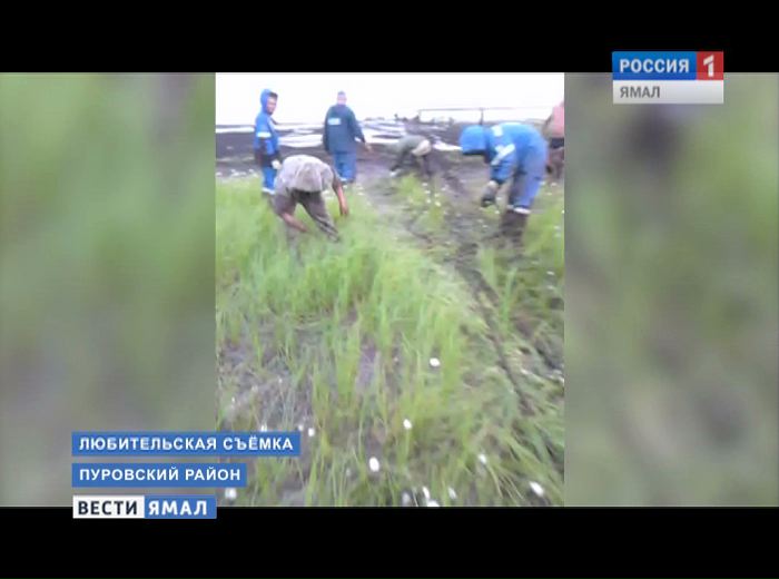 Ямальские нефтяники шесть часов спасали 70 оленей, тонувших в болоте