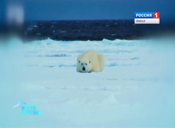 Белые медведи на Ямале подошли к чумам оленеводов