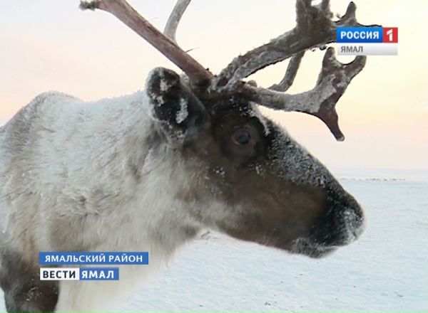 Северный олень на Ямале