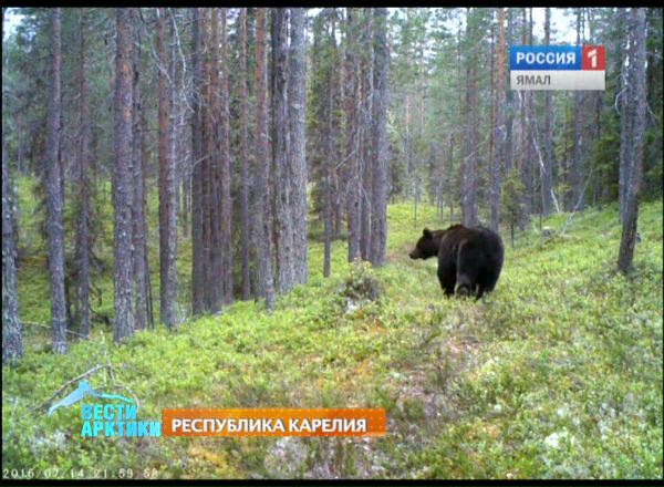 Карельский медведь