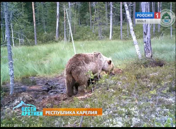 Косолапый, Карелия