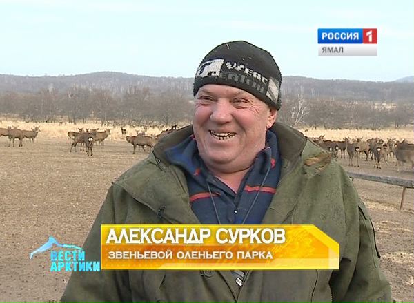 Александр Сурков, звеньевой оленьего парка