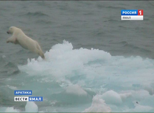 Белый медведь ныряет со льдины