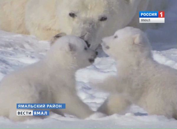 Белые медведи на Ямале