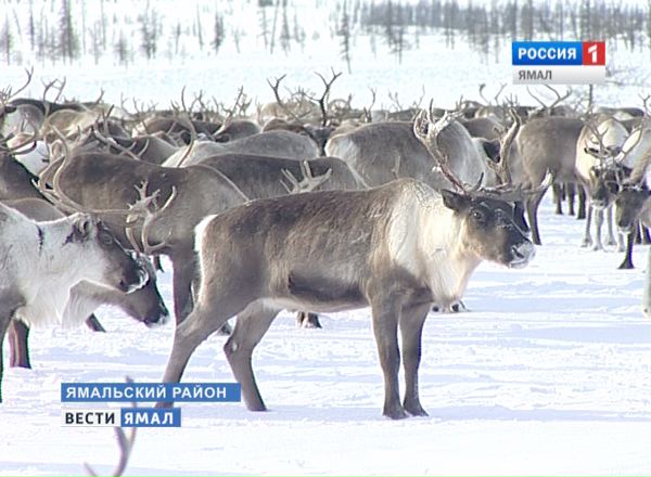 Олени на Ямале