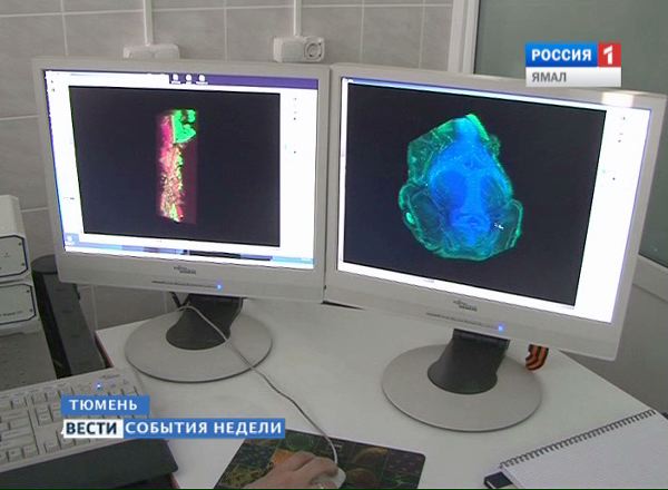 С помощью гормональных инъекций, половое созревание муксуна хотят ускорить