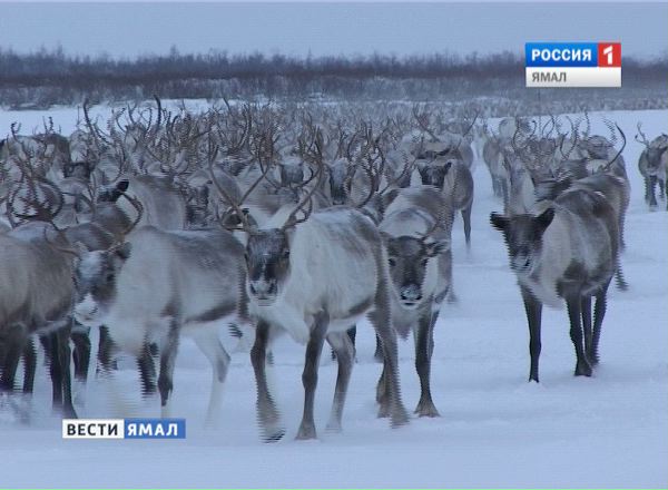 Оленеводство на Ямале