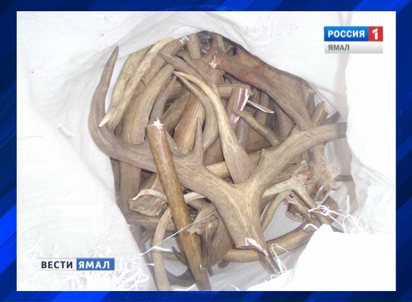 Лом рогов оленя похитили у тазовского тундровика
