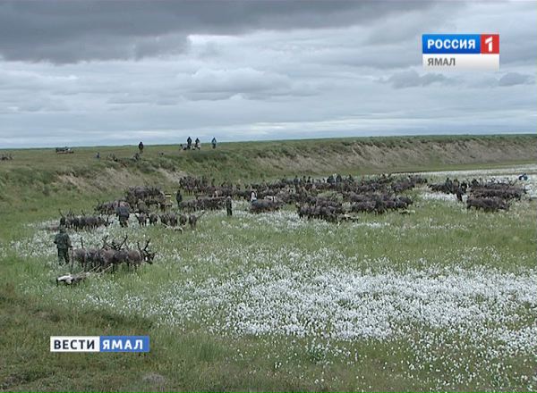 Вопрос о чумработницах ямальцы вынесут на федеральный уровень
