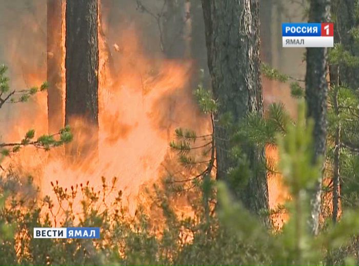 На Ямале за сутки возникло 12 очагов природных пожаров на площади 246 га