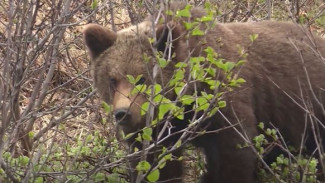 Напугал лошадей и разорил улей: в Магадане медведь стал частым гостем контактного зоопарка