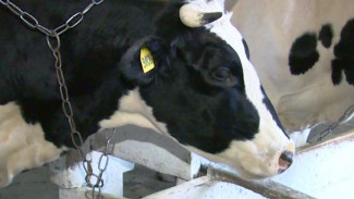 От коровы до прилавка - не больше 4 часов: как производят «молочку» в Белоярске