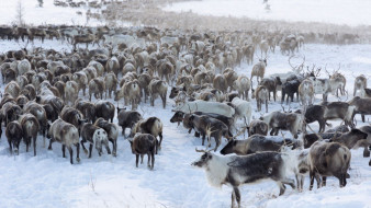 В Ямальском районе ЯНАО за оленями начнут следить с помощью спутников