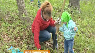 Инициативно-креативные жители Владивостока задумали грандиозный план по возвращению кедров на остров Русский