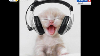 Какую музыку не любят кошки?