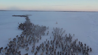 Ямальские оленеводы начали массовый перегон животных на зимние пастбища