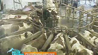 На сельхозопытном предприятии в Карелии коров доят на карусели