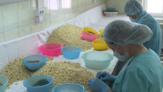 Масло, сладости и даже подушки: безотходное производство кедрового ореха в Приморье. О масштабах небольшого бизнеса с большими амбициями