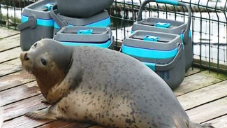 Первый в мире опыт разведения пятнистого тюленя дает ошеломительные результаты