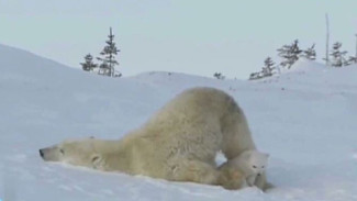 Ученые нацпарка «Русская Арктика» впервые изучили пути миграции вышедших из берлог медведей