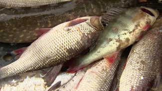 Рыбалка с риском для жизни: кто на Ямале мешает добывать «живое серебро» по закону