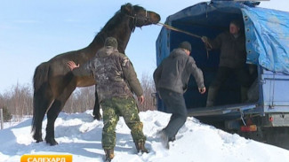 Из Салехарда в Природный парк «Полярно-Уральский» на свидание отправился конь по кличке «Герой»