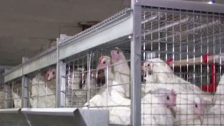 Бройлерный и яйценосный бизнес: на Чукотке заработала своя птицефабрика