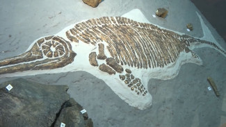Палеонтологическая сенсация: в республике Коми нашли кости плезиозавра 