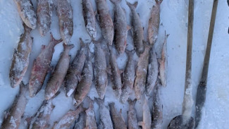Незаконная рыбалка: у ямальца изъяли 29 хвостов запрещенного «живого серебра»
