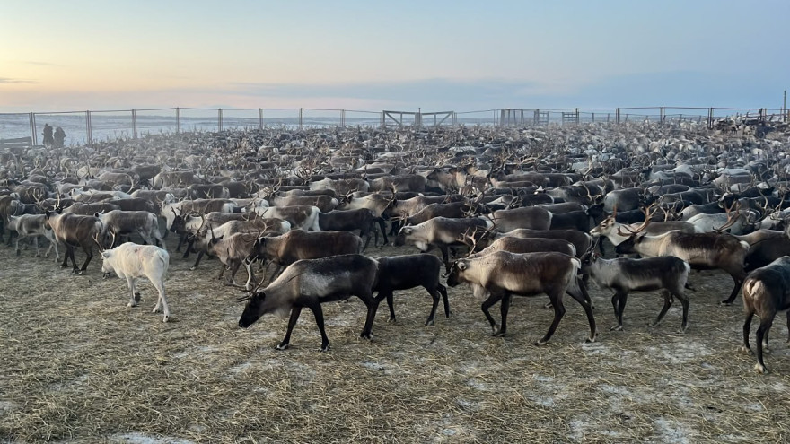 Учёные обнаружили гены, улучшающие качество мяса северного оленя