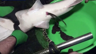 Как инкубируют осетровую икру под Тюменью: репортаж с рыбного хозяйства