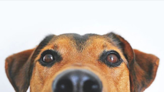 Лабытнангские депутаты предложили штрафовать людей за выпуск собак на самовыгул