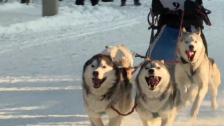 Добрейшие маломуты, преданные самоеды,  быстролапые хаски: собачьи гонки в  Новосибирске 