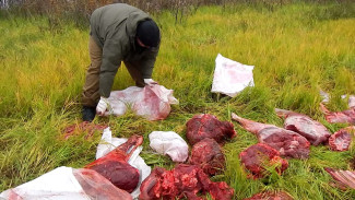 На Ямале охотники незаконно убили и расчленили двух лосей