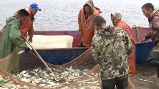 Рыбалка на песках: ямальские промысловики добывают последний улов сезона