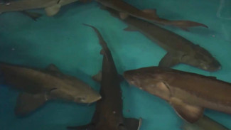 В Югре восполняют запасы «речного серебра» на уникальном рыбном заводе