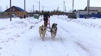 Приютила и дала путевку в жизнь: жительница Шурышкарского района занялась воспитанием ездовых собак