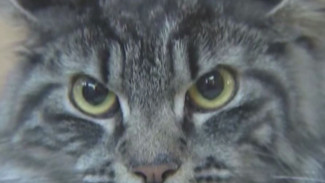 В Тюмени больную коронавирусом кошку отправили на двухнедельную самоизоляцию
