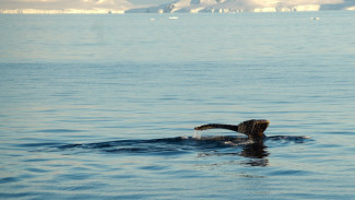 Эксперт: переход судов на СПГ может уберечь Арктику от нефтяных разливов
