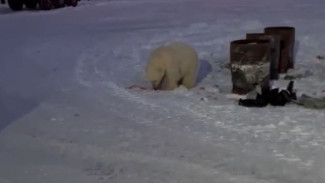На Ямале к вахтовикам наведались два белых медведя ВИДЕО