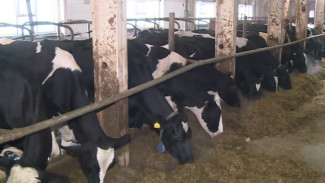 Ямальские аграрии тестируют «космические» технологии: гидропоника увеличила надои в Аксарке