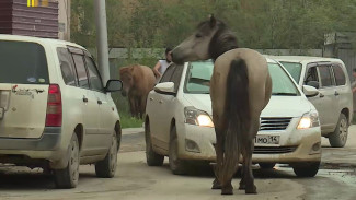 Штрафстоянка для лошадей: в Якутии решили проблему с бесхозными животными