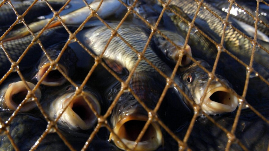 В Салехарде будут судить горе-рыбака за незаконный вылов 30 хвостов чира