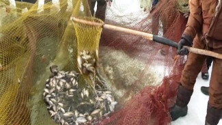 Мунха, или рыбалка по-якутски: в Республике Саха прошёл традиционный праздник карася 