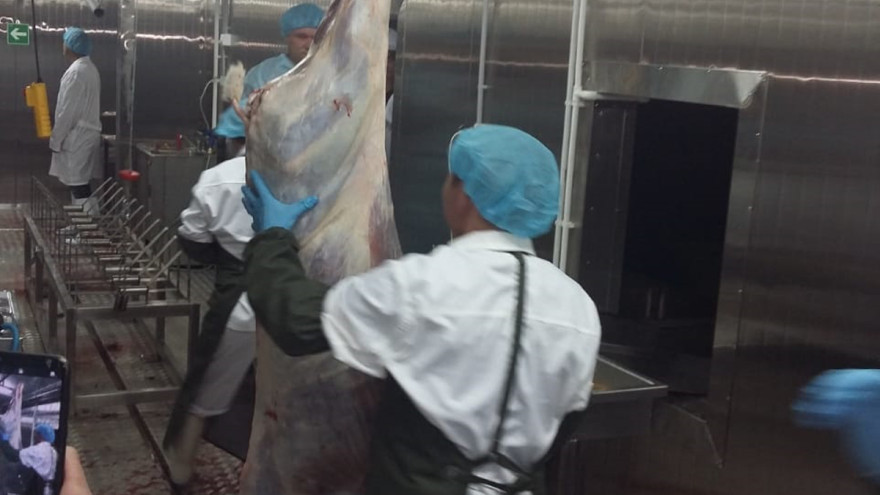 С опережением плана: на Ямале заготовят более 2200 тонн мяса оленей