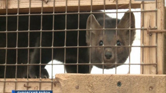 В совхозе Верхне-Пуровский готовятся к забойной кампании