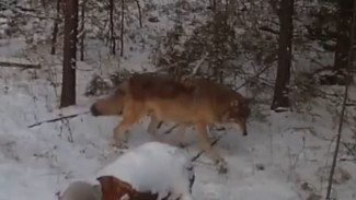 Фотоловушка на Ямале засняла ежедневные ритуалы волчицы