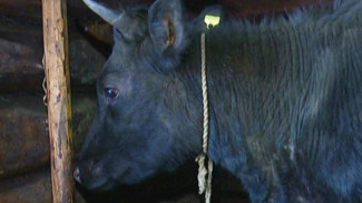 Крупный рогатый скот в частных подворьях Шурышкарского района поставят на учет