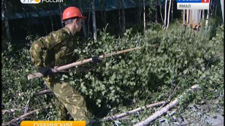 Дерево или жизнь? В Губкинском уничтожают чересчур высокую растительность