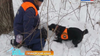 Приморские кинологи устроили для своих четвероногих подопечных непростое испытание